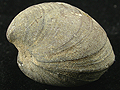 Fossile, Mogok, Burma, Myanmar