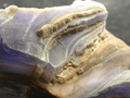 Banded Lavender Fluorite Rough Specimen, Mogok, Burma