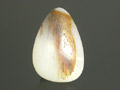 "Wood on Milk" Agate Cabochon Pear, ประเทศพม่า