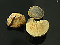 Calcified Fossilized Mineral, Mogok, Burma