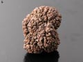 Fossilized "Acorn", Mogok, Burma