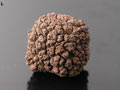 Fossilized "Acorn", Mogok, Burma