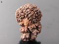 Fossilized "Acorn", Mogok, Burma