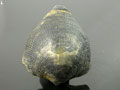 Fossilized Shell, Burma