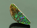 Cut Ammolite