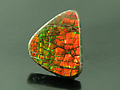 Cut Ammolite