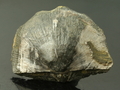 Black Shell Fossils Large, Mogok, Burma