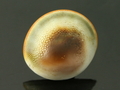 Shell Fossil, Mogok, Burma