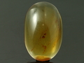 Burma Amber Cabochon, Mogok, Burma