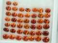 Cut Spessartite