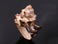 Sea Shell Ring