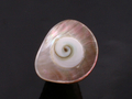 Doublet sea shell Ring