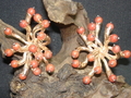NE06 Coral Earring Silver