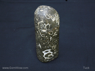 Fossilzed Shell Agate Boulder, Quartz, 1.55 kg, 6.5 x 6 x 17 x cm