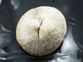 "Mushroom Coral" from Cave (Mogok), Mogok, Myanmar