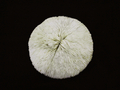 "Mushroom Coral" from Cave (Mogok), Mogok, Myanmar
