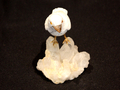 Bird Carvind